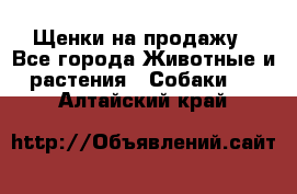 Щенки на продажу - Все города Животные и растения » Собаки   . Алтайский край